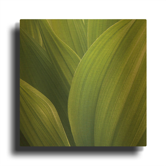 'Corn Lily' By Jan Bell Gold Metal Wall Art