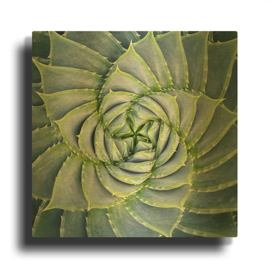 'Spiral Succulent' By Jan Bell Gold Metal Wall Art