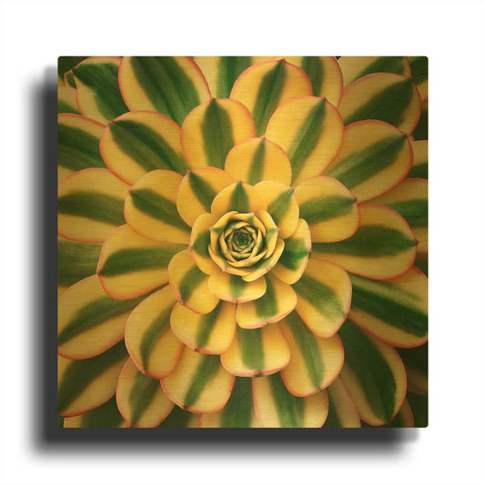 'Striped Succulent' By Jan Bell Gold Metal Wall Art