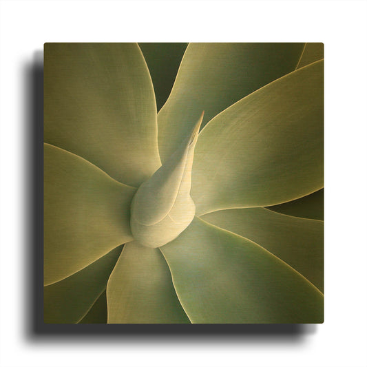 'Succulent Tip' By Jan Bell Gold Metal Wall Art