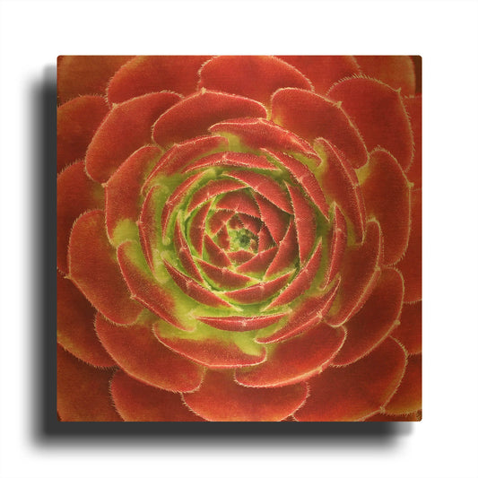 'Fuzzy Red Succulent' By Jan Bell Gold Metal Wall Art