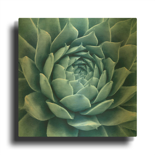 'Silvery Blue Agave' By Jan Bell Gold Metal Wall Art