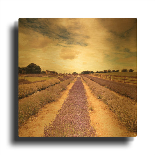 'Lavender Fields Forever' By Keri Bevan Gold Metal Wall Art
