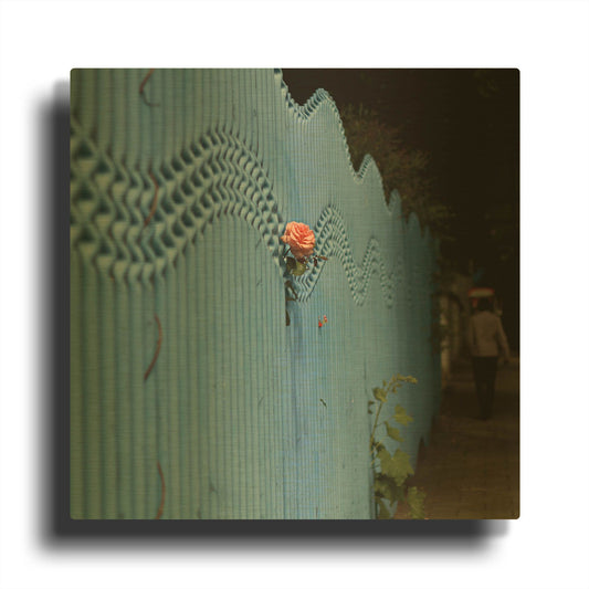 'Rose On Pentonville' By Keri Bevan Gold Metal Wall Art