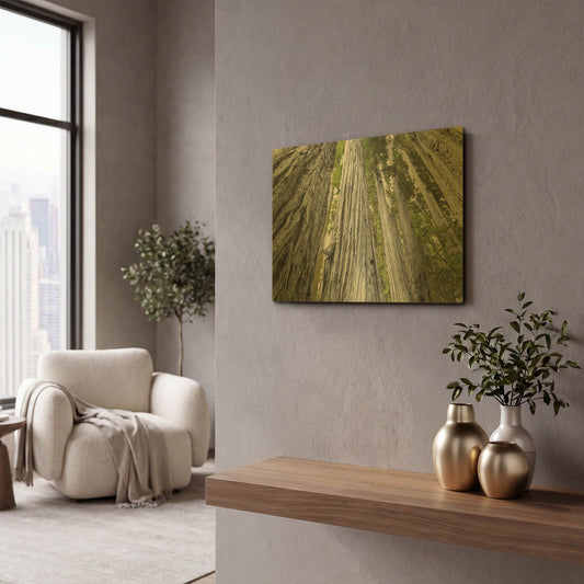 'Redwoods Forest IV BW With Color' By Alan Majchrowicz Gold Metal Wall Art