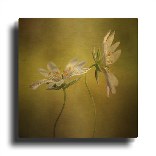 'Echo' By Mandy Disher Gold Metal Wall Art