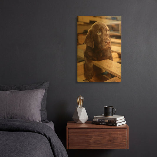 'Bryce Puppy' By Mike Jones Gold Metal Wall Art