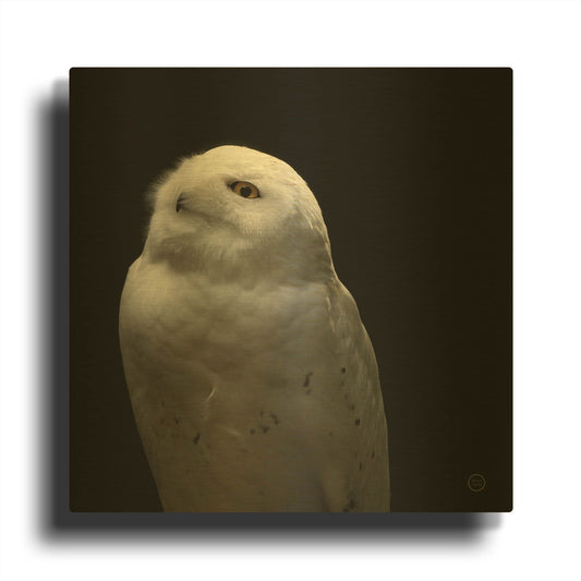 'Snowy Owl Looks to the Sun' By Nathan Larson Gold Metal Wall Art