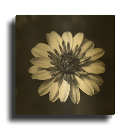 'Sunny Bloom Monochrome' By Leah McLean Gold Metal Wall Art