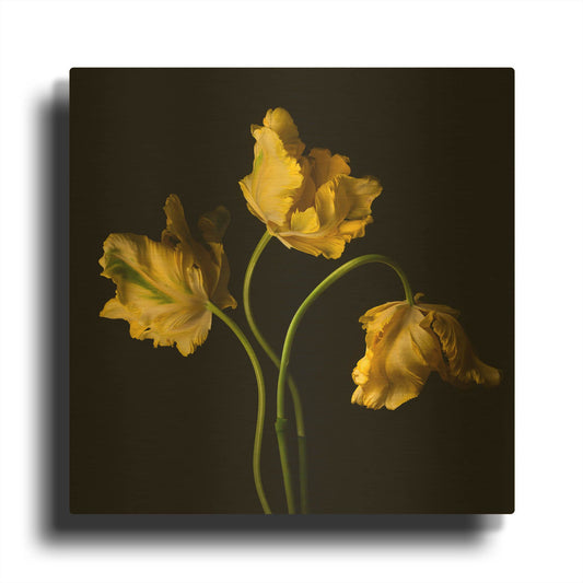 'Yellow Parrot Trio' By Leah McLean Gold Metal Wall Art
