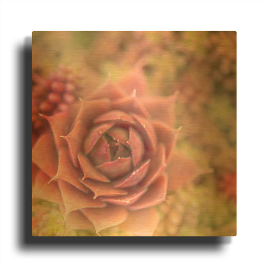 'Succulents 02' By Lightbox Journal Gold Metal Wall Art