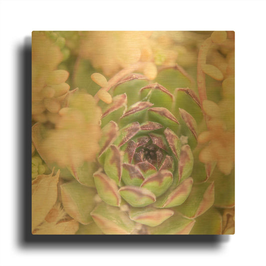 'Succulents 08' By Lightbox Journal Gold Metal Wall Art