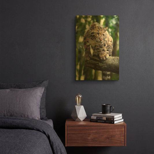 'Leopard Stare' By Jonathan Ross Gold Metal Wall Art