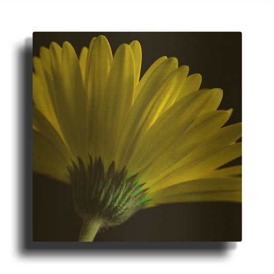 'Mustard Gerbera on Black' By Tom Quartermaine Gold Metal Wall Art