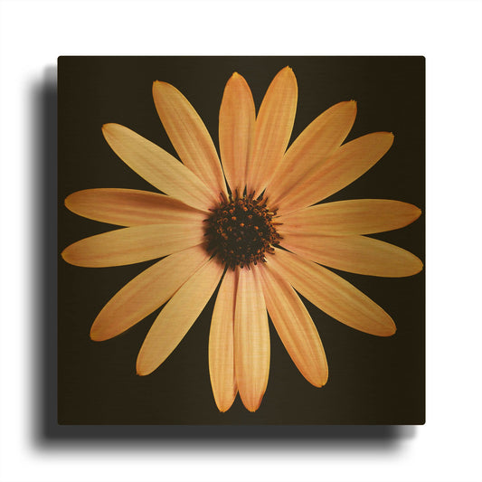 'Osteospurmum on Black 01' By Tom Quartermaine Gold Metal Wall Art