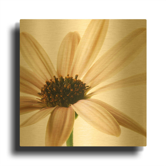 'Osteospurmum on White 01' By Tom Quartermaine Gold Metal Wall Art