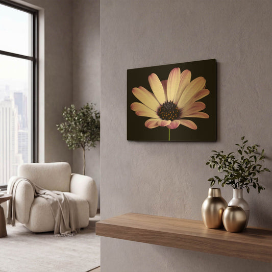 'Pink Osteospurmum Black 04' By Tom Quartermaine Gold Metal Wall Art