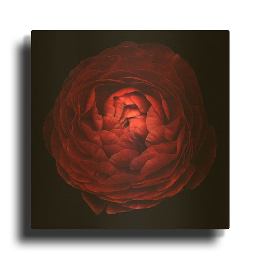 'Red Flower on Black 05' By Tom Quartermaine Gold Metal Wall Art