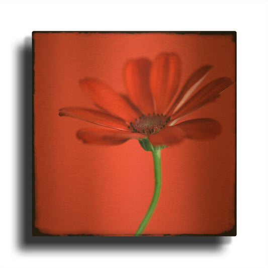 'Red Gerbera on Red 07' By Tom Quartermaine Gold Metal Wall Art