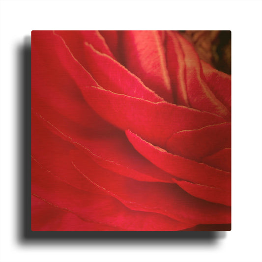 'Red Petals Close Up' By Tom Quartermaine Gold Metal Wall Art
