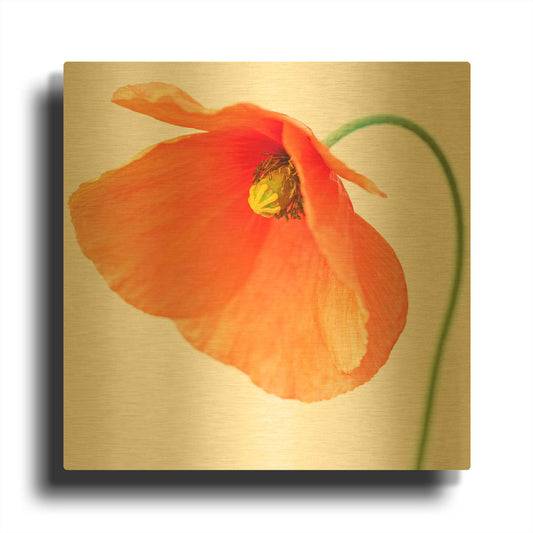 'Red Poppy On White 01' By Tom Quartermaine Gold Metal Wall Art
