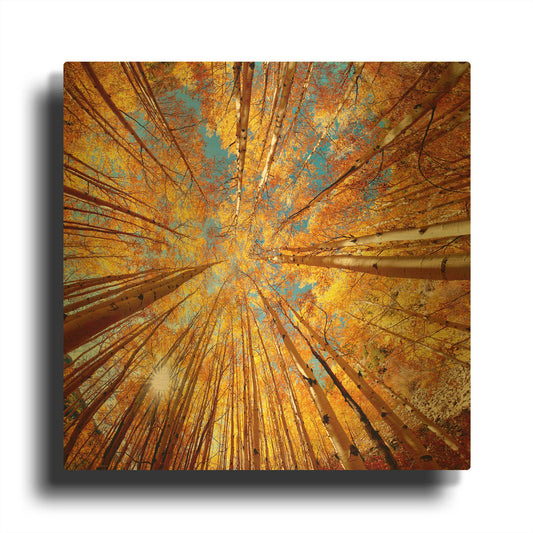 'Colorado Autumn Splendor' By Lena Owens Gold Metal Wall Art