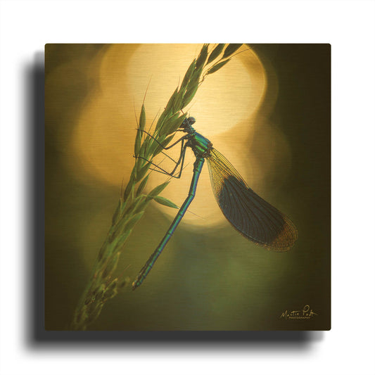 'Damselfly in Backlight' By Martin Podt Gold Metal Wall Art