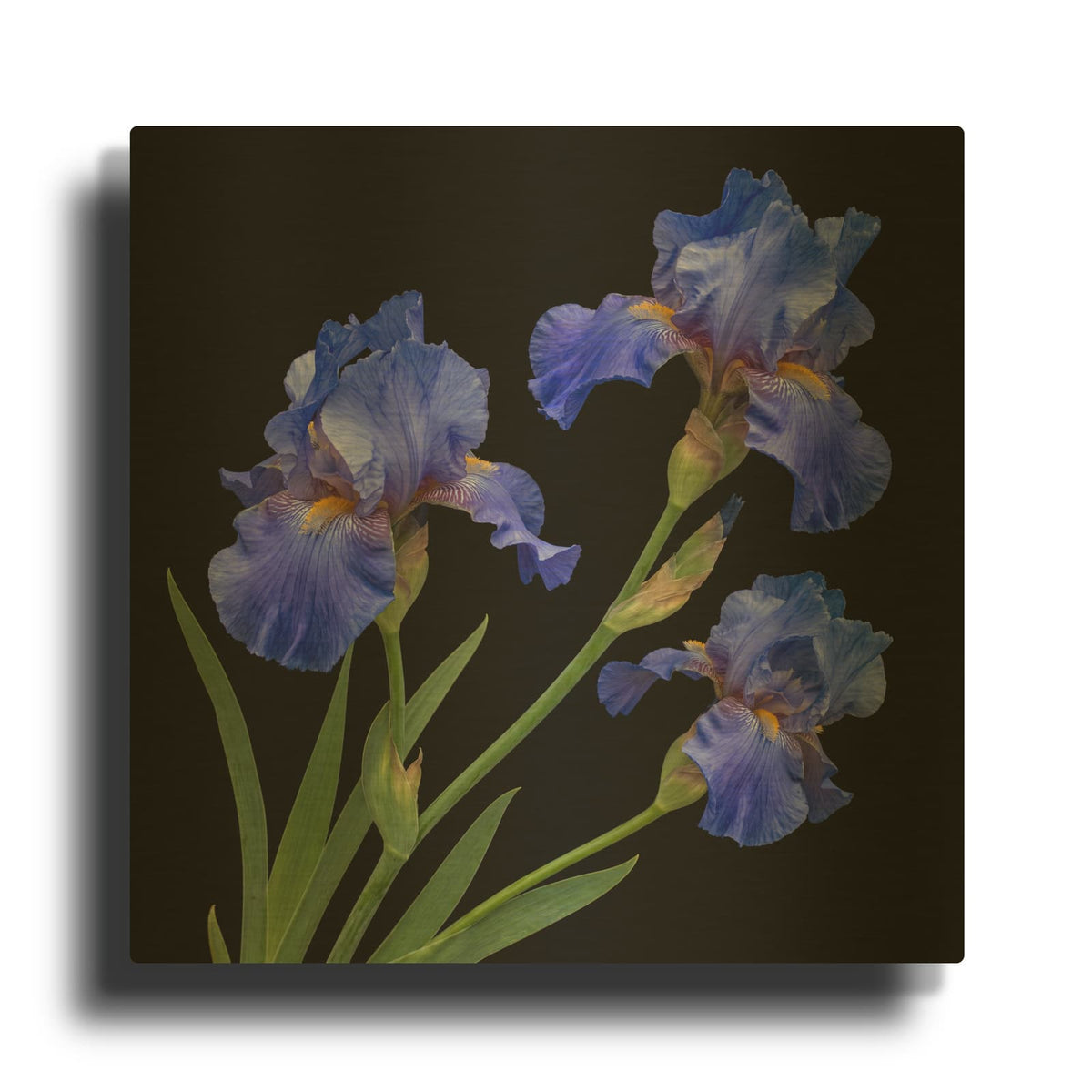 'Blue Irises' By Veve Gold Metal Wall Art