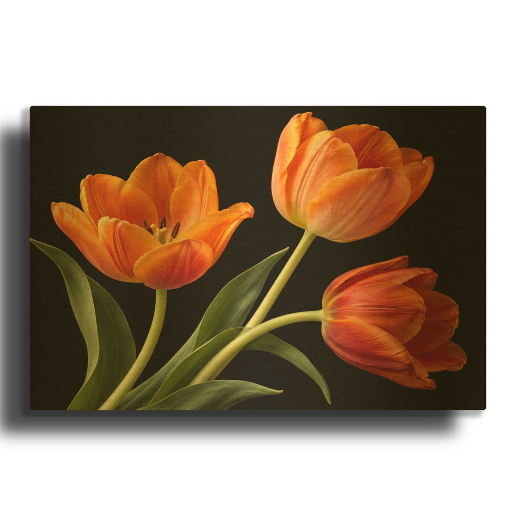 'Orange Tulips at Midnight' By Veve Gold Metal Wall Art