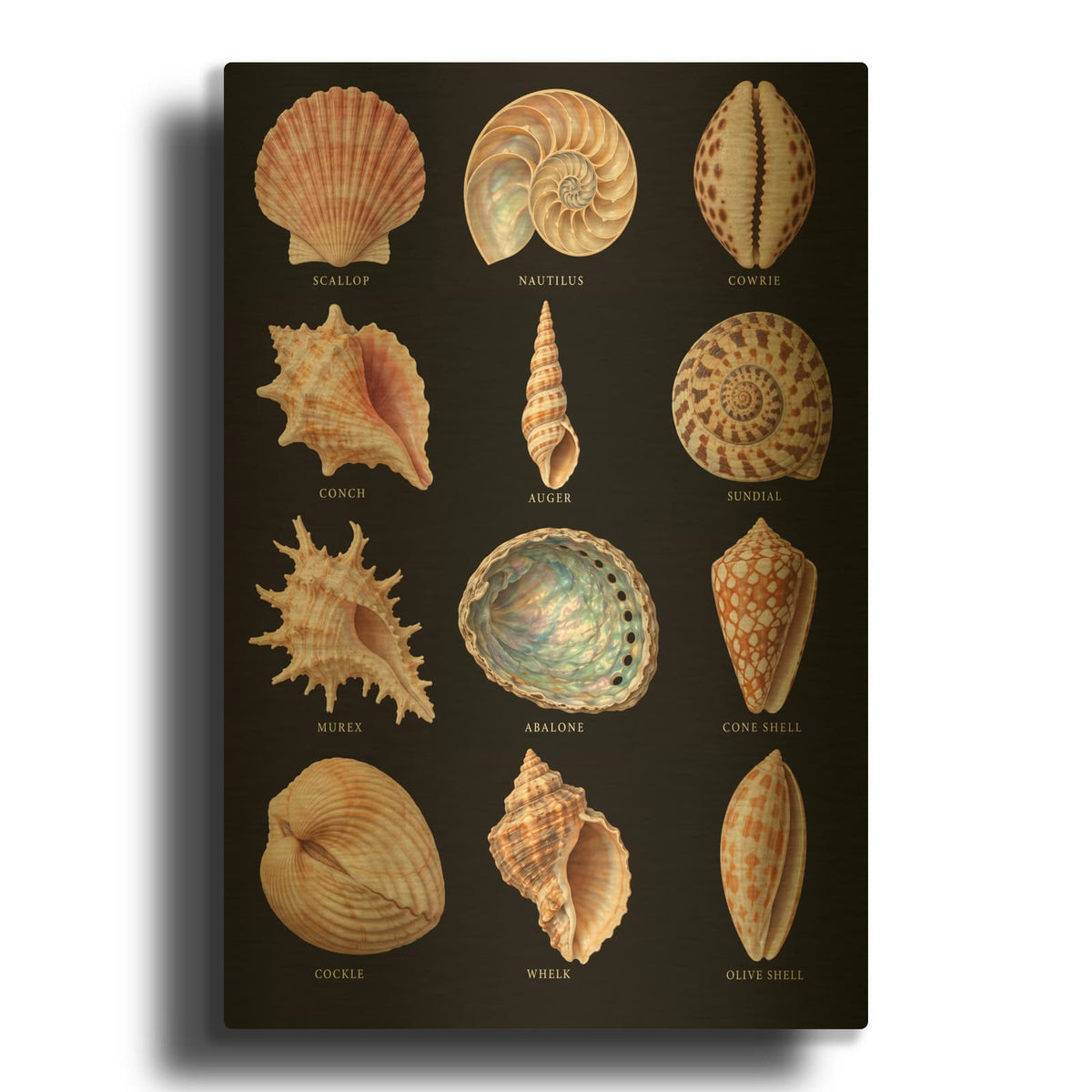 'Treasures of the Sea - Seashell Collection' By Veve Gold Metal Wall Art