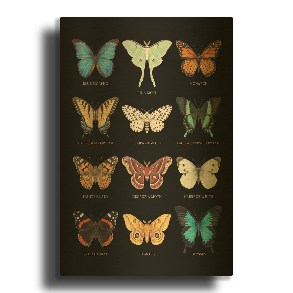 'Wings of Wonder - Butterfly and Moth Collection' By Veve Gold Metal Wall Art