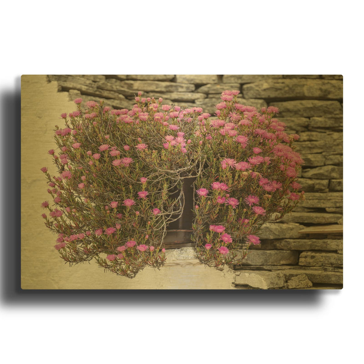 'Italy - Purple Ice Plant Flowers' Gold Metal Wall Art