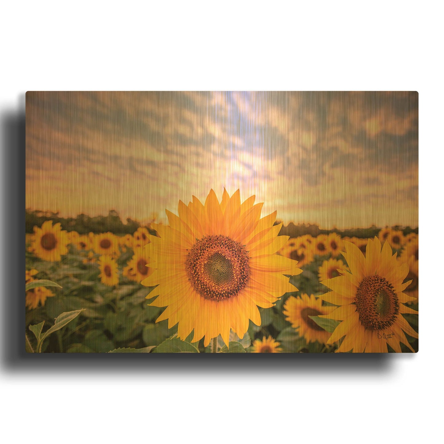 'Sunflower Sunset' By Donnie Quillen Gold Metal Wall Art