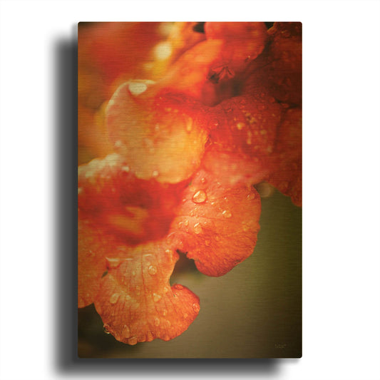 'Orange Glory' By Donnie Quillen Gold Metal Wall Art