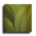 'Corn Lily' By Jan Bell Gold Metal Wall Art