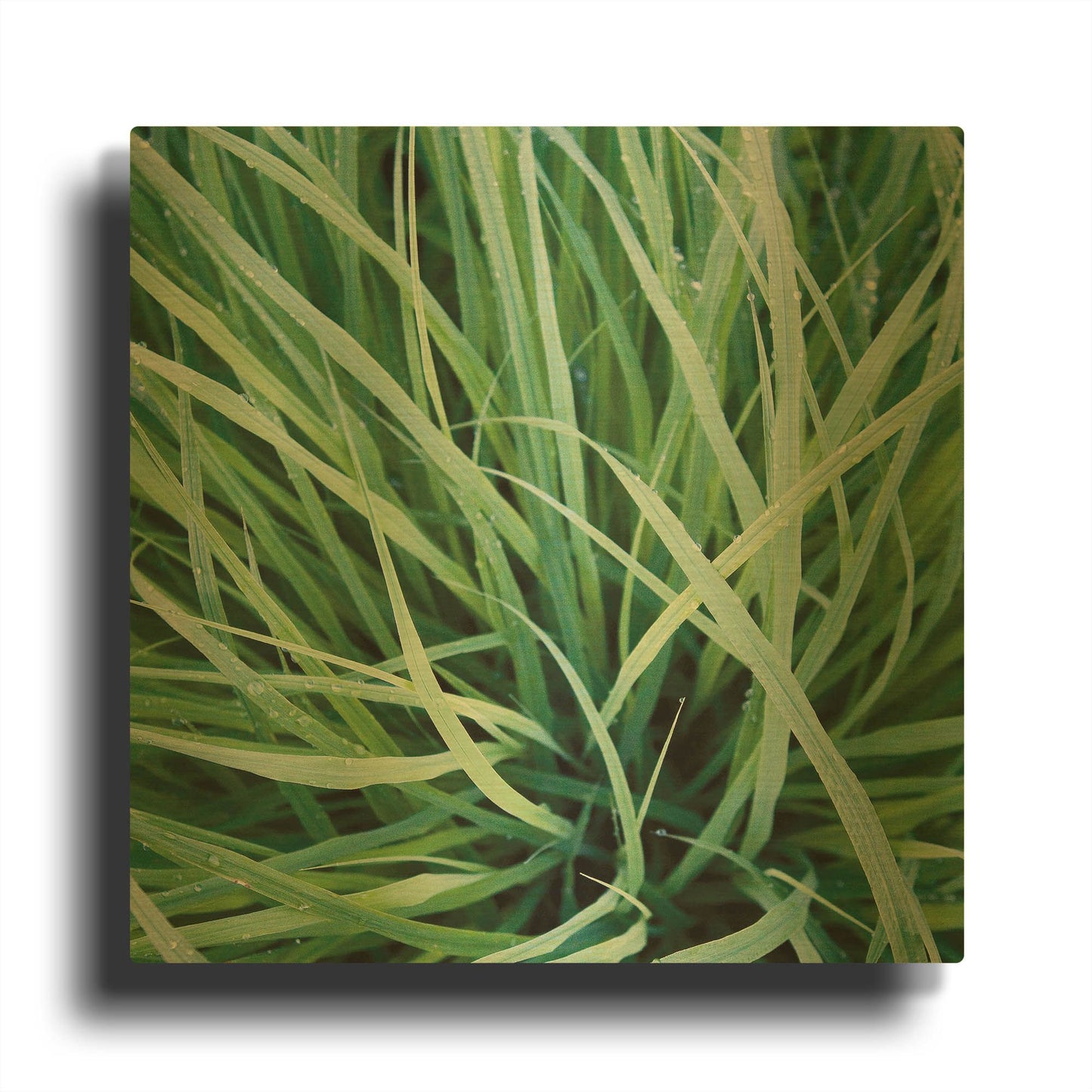 'Grass with Morning Dew' By Jan Bell Gold Metal Wall Art