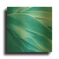 'Succulent' By Jan Bell Gold Metal Wall Art
