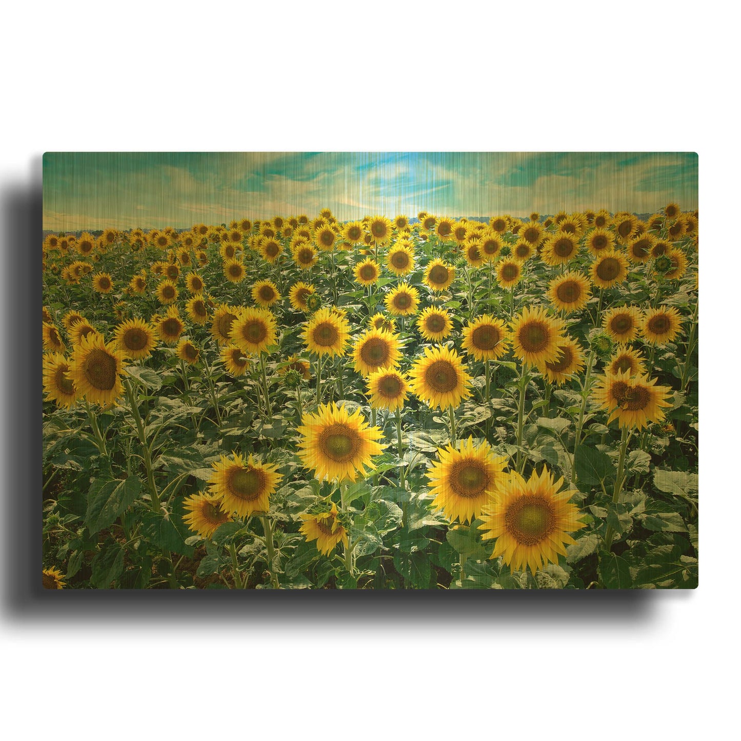 'Cortona Sunflowers 1' By Alan Blaustein Gold Metal Wall Art