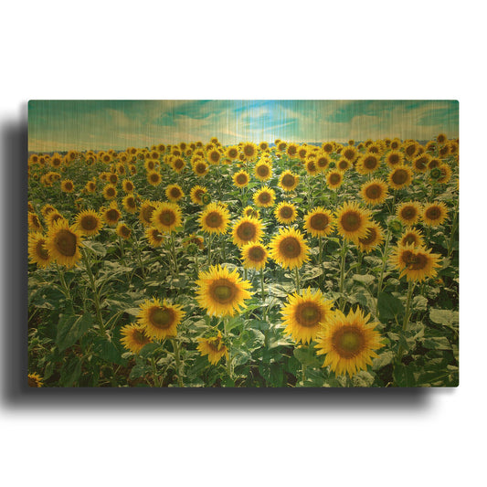'Cortona Sunflowers 1' By Alan Blaustein Gold Metal Wall Art