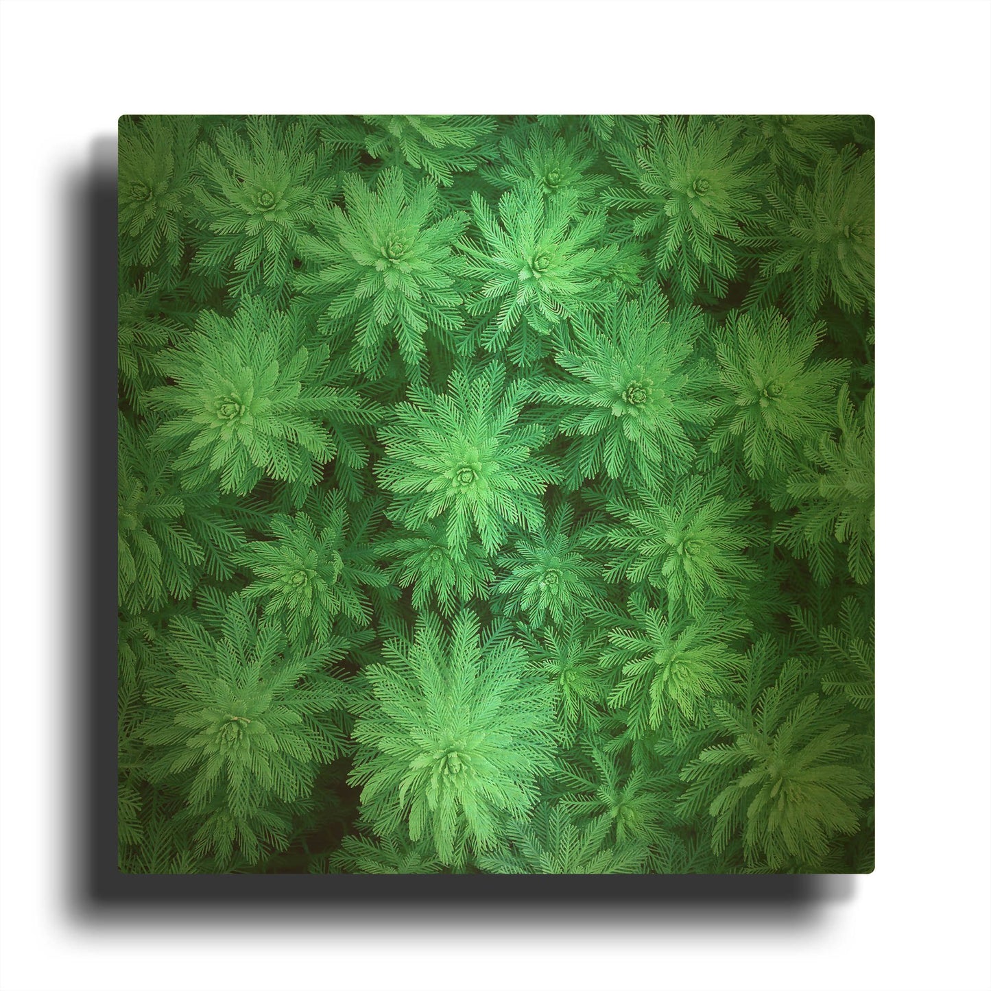 'Sea Green' By Jan Bell Gold Metal Wall Art
