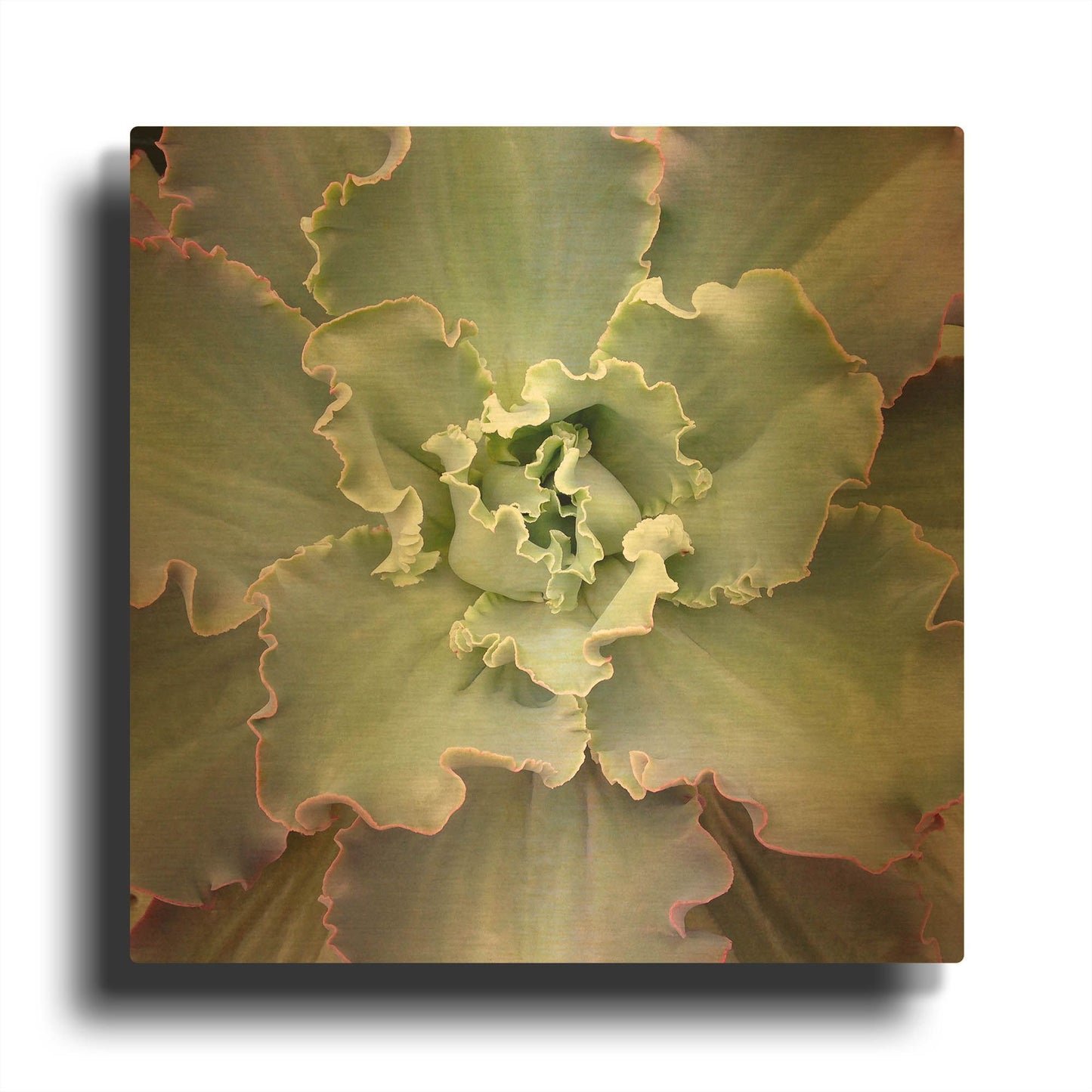 'Soft Petals' By Jan Bell Gold Metal Wall Art