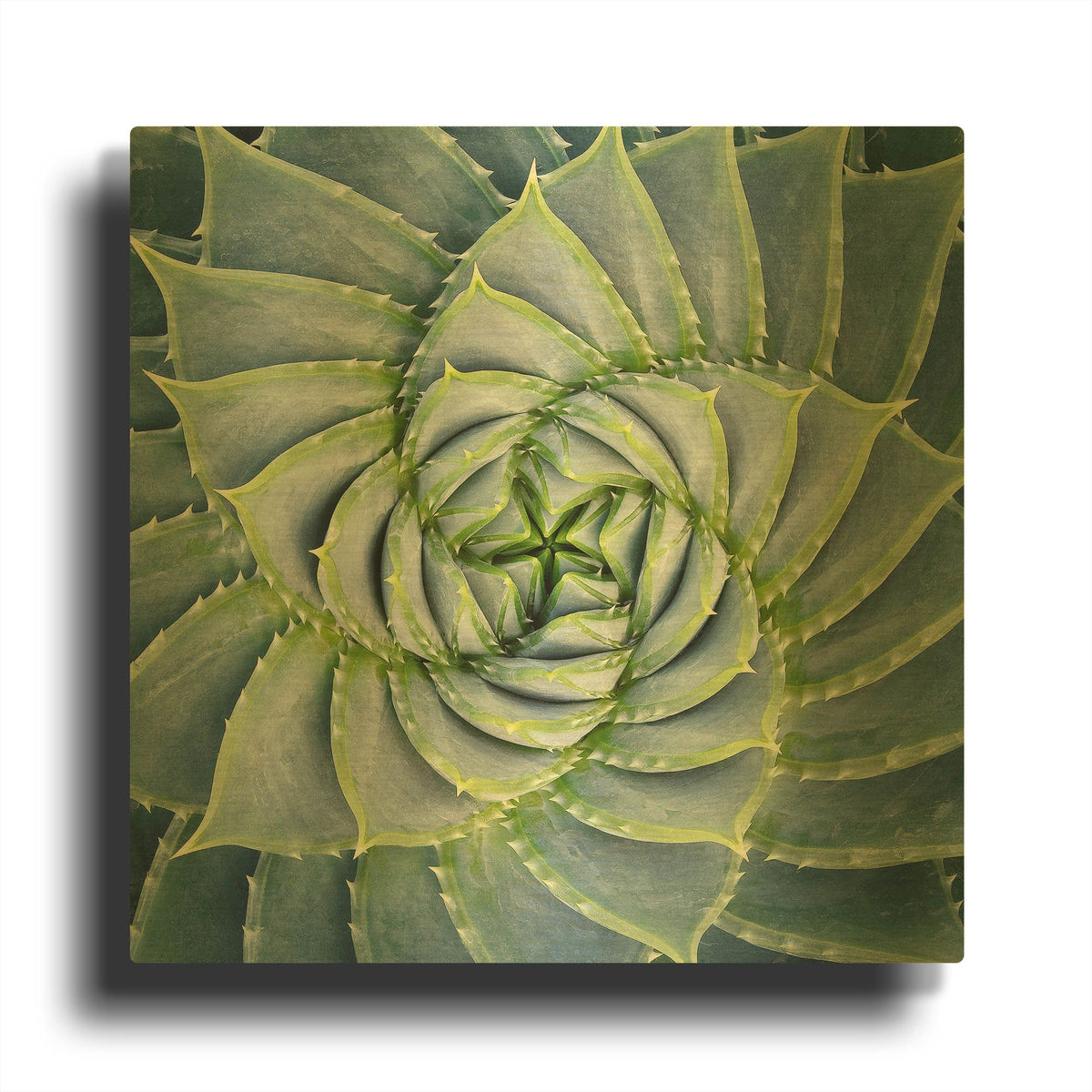 'Spiral Succulent' By Jan Bell Gold Metal Wall Art