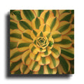 'Striped Succulent' By Jan Bell Gold Metal Wall Art