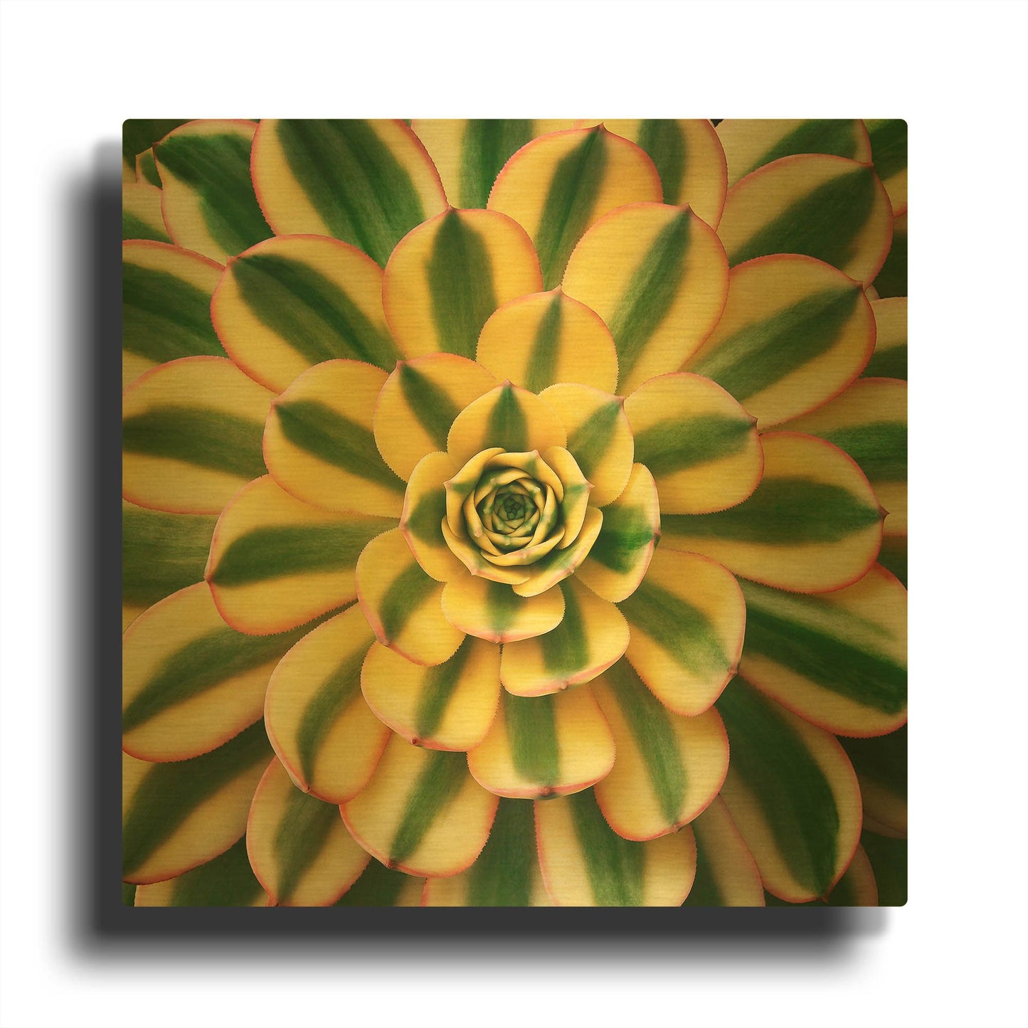 'Striped Succulent' By Jan Bell Gold Metal Wall Art