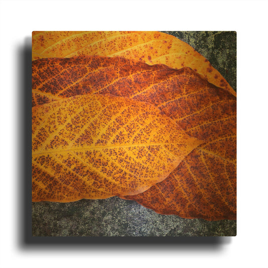 'Three Leaves' By Jan Bell Gold Metal Wall Art