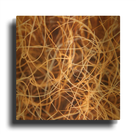 'Zion Grass' By Jan Bell Gold Metal Wall Art