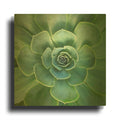 'Glowing Succulent' By Jan Bell Gold Metal Wall Art