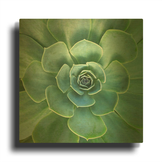 'Glowing Succulent' By Jan Bell Gold Metal Wall Art