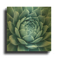 'Silvery Blue Agave' By Jan Bell Gold Metal Wall Art