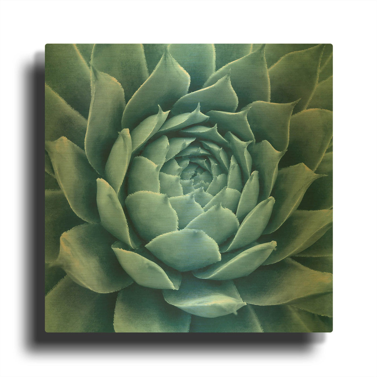 'Silvery Blue Agave' By Jan Bell Gold Metal Wall Art